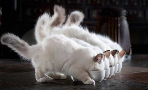 6款国产猫粮测评视频,六款热门品牌品质大比拼