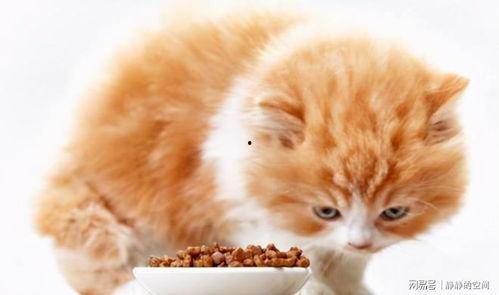 6款国产猫粮测评视频,六款热门品牌品质大比拼