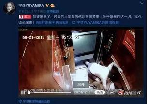 国产网红网络视频,潮流风向标下的文化现象解析