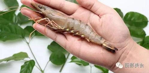 国产黑虎虾开背视频,国产美味虾料理新体验