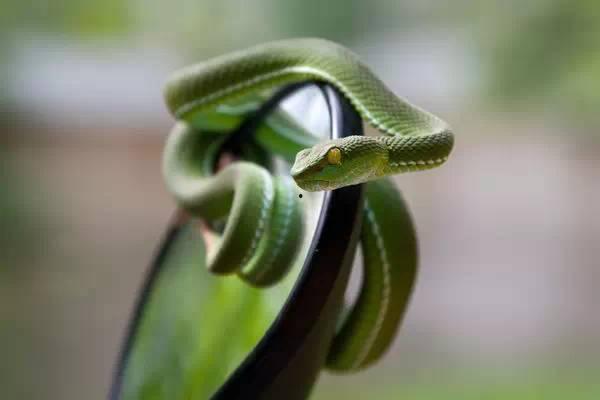 青竹蛇是国产蛇吗视频,青竹蛇的神秘魅力