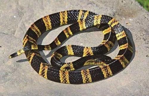 青竹蛇是国产蛇吗视频,青竹蛇的神秘魅力