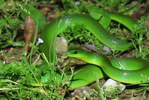 青竹蛇是国产蛇吗视频,青竹蛇的神秘魅力