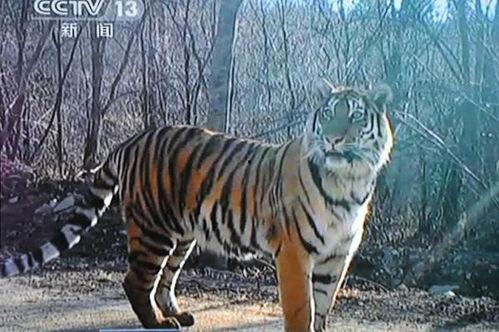 国产东北虎在线观看视频,国产视频带你领略野生王者魅力