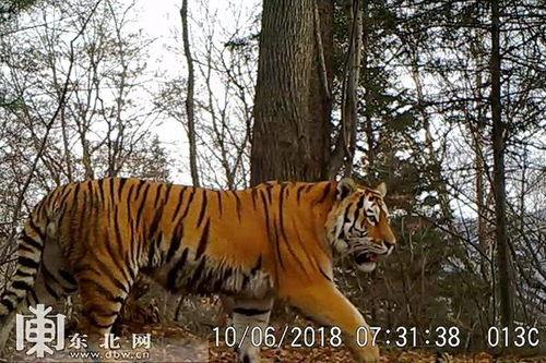 国产东北虎在线观看视频,国产视频带你领略野生王者魅力