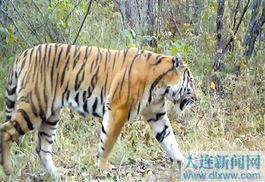 国产东北虎在线观看视频,国产视频带你领略野生王者魅力